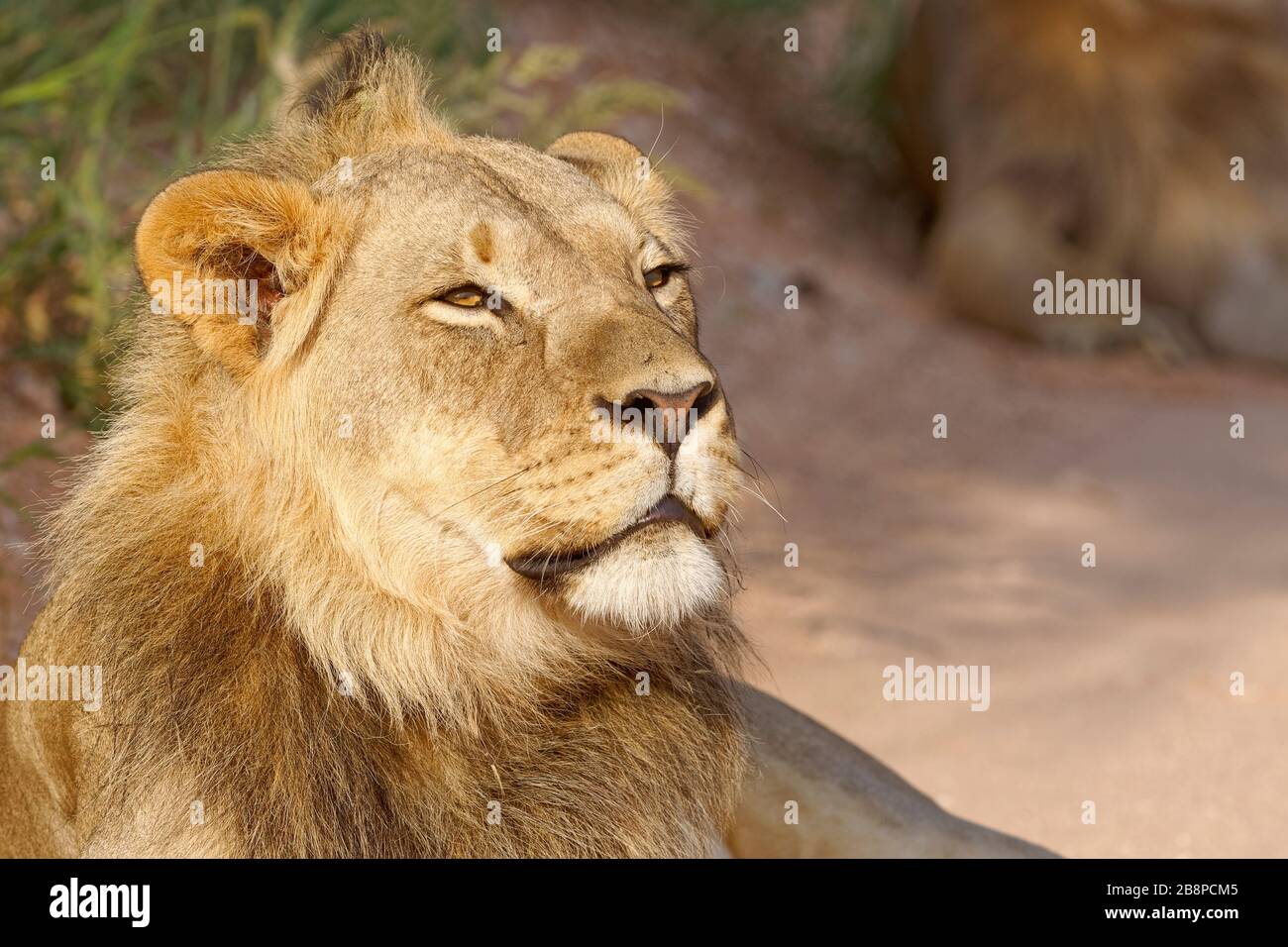 Schwarzer Mandellöwe (Panthera leo Vernayi), erwachsenes Männchen, am Straßenrand liegend, Kgalagadi Transfrontier Park, Nordkaper, Südafrika, Afrika Stockfoto