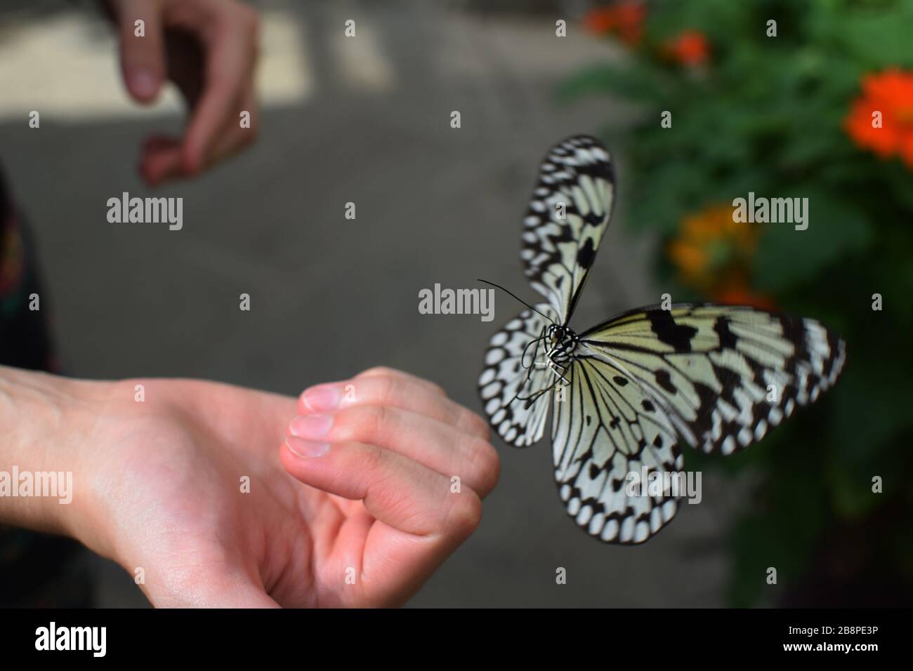 Der gelbe und schwarze Schwalbenschwanz Schmetterling fliegt im Schmetterlingsgarten während des Frühlings zur Hand Stockfoto