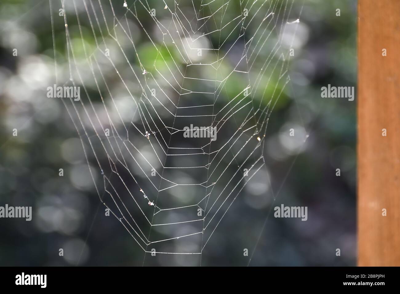 Spinnennetz mit Wassertropfen im Hintergrund Stockfoto