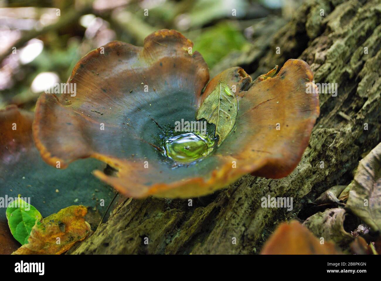 Cup-Pilz wächst auf umgestürzter Baumstruktur im Wald Stockfoto