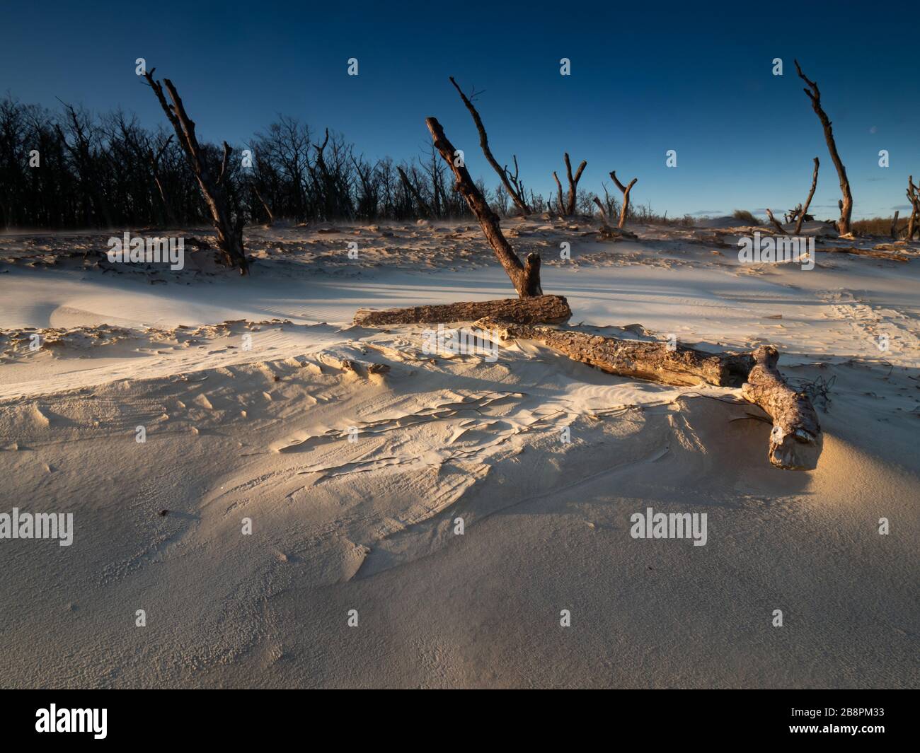 Tote Bäume kippten durch den Wind und wurden von einer sich bewegenden Dünen mit Sand bedeckt. Debki, Ostsee, Polen. Stockfoto