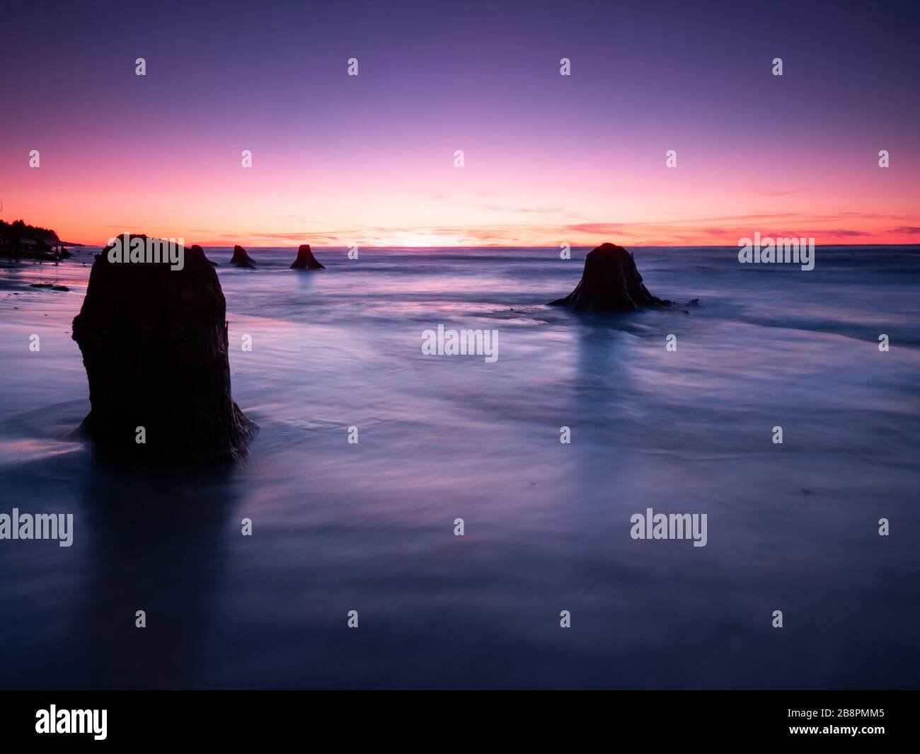 Abgestorbene Traufen und Bäume, die während des Sonnenuntergangs am Meer aufgedeckt wurden. Czolpino, Ostsee, Polen. Langzeitfotografie. Stockfoto