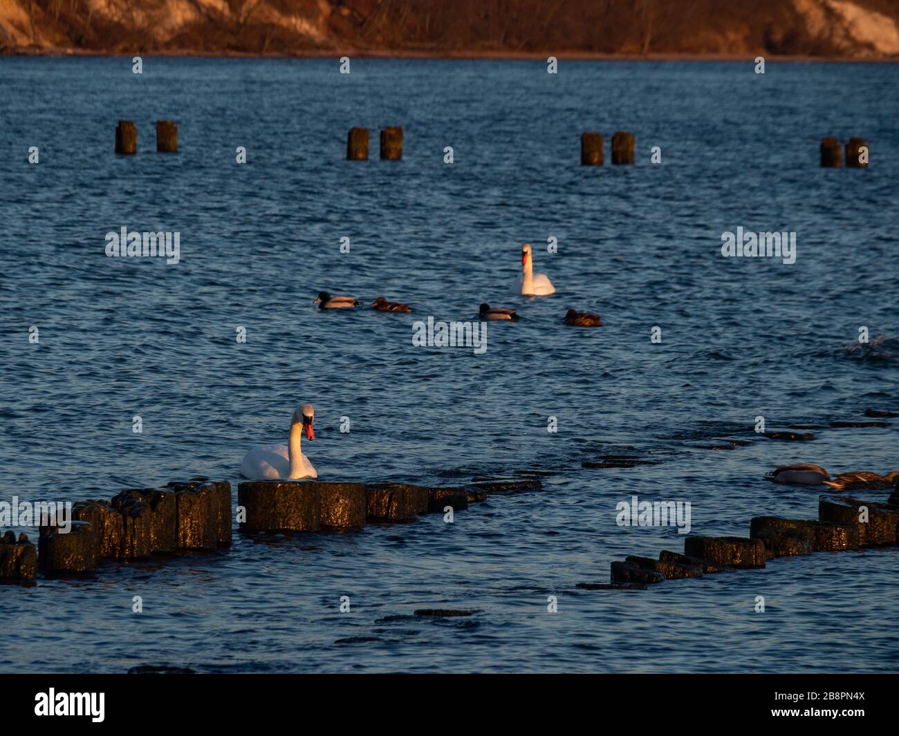 Deutsche Torpedostation, Ruinen aus dem 2. Weltkrieg bei Sonnenaufgang. Zwei weiße Schwäne schwimmen dicht am Ufer. Gdynia, Ostsee, Polen Stockfoto