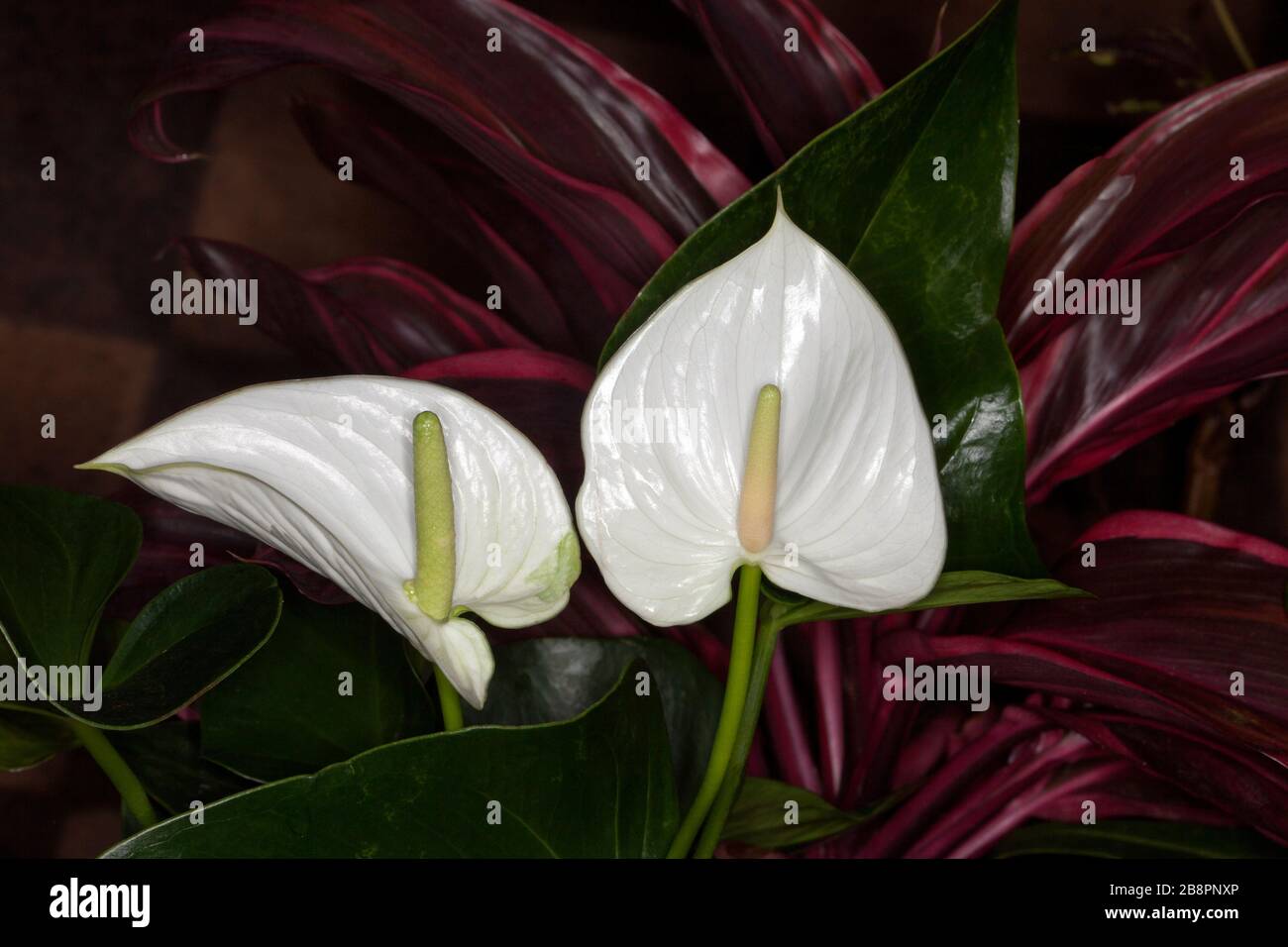 Spektakuläre weiße Spathe und Spadix- und dunkelgrüne Blätter von Anthurium andreanum, tropische/indoorige Pflanze vor dem Hintergrund des roten Blätterkordylins Stockfoto