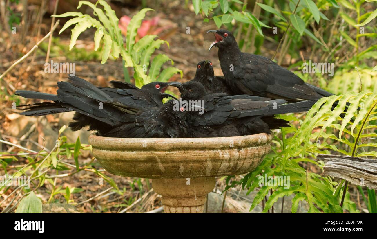 Familie der australischen Weißwangenchoughs, Corcorax melanorhamphos, während einer Hitzewelle in ein Gartenvogelbad gecrammt Stockfoto