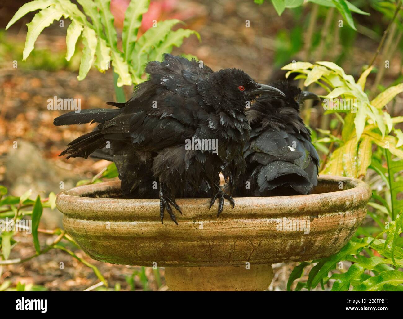Familie der australischen Weißwangenchoughs, Corcorax melanorhamphos, während einer Hitzewelle in ein Gartenvogelbad gecrammt Stockfoto
