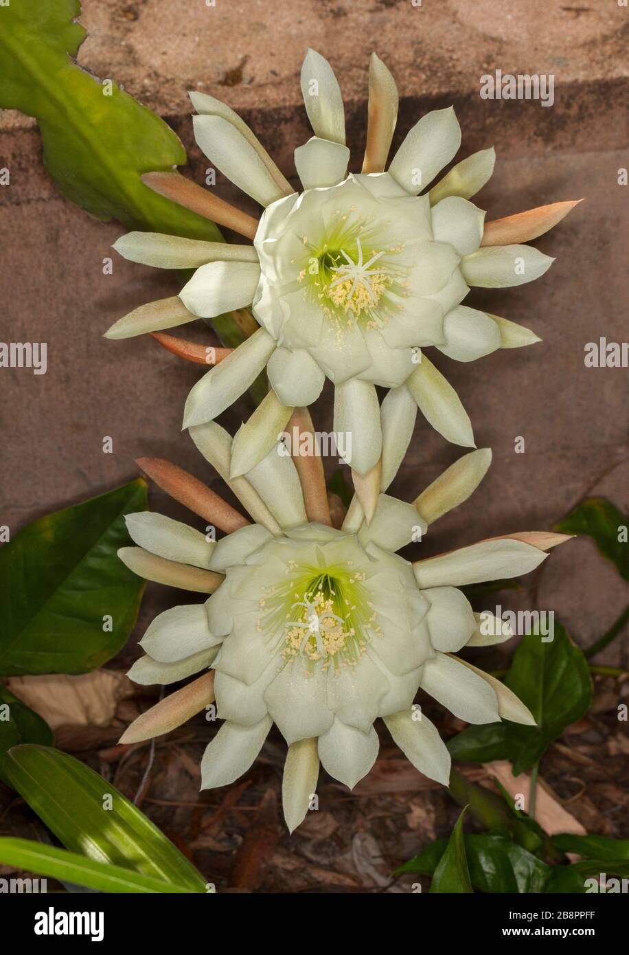 Große und atemberaubende weiße Blumen von Weihnachtskaktus, Epiphyllum Cultivar, auf einem Hintergrund aus hellbraunem Stein Stockfoto