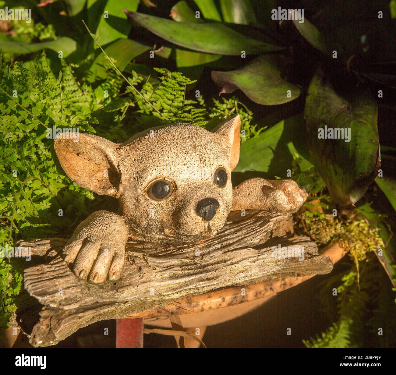 Gartenschmuck von Hund mit Pfoten auf verwittertem Holzkäfig und ansprechendem Gesicht und großen Augen, die aus smaragdfarbenem Blattwerk von Farnen heraufbrechen Stockfoto