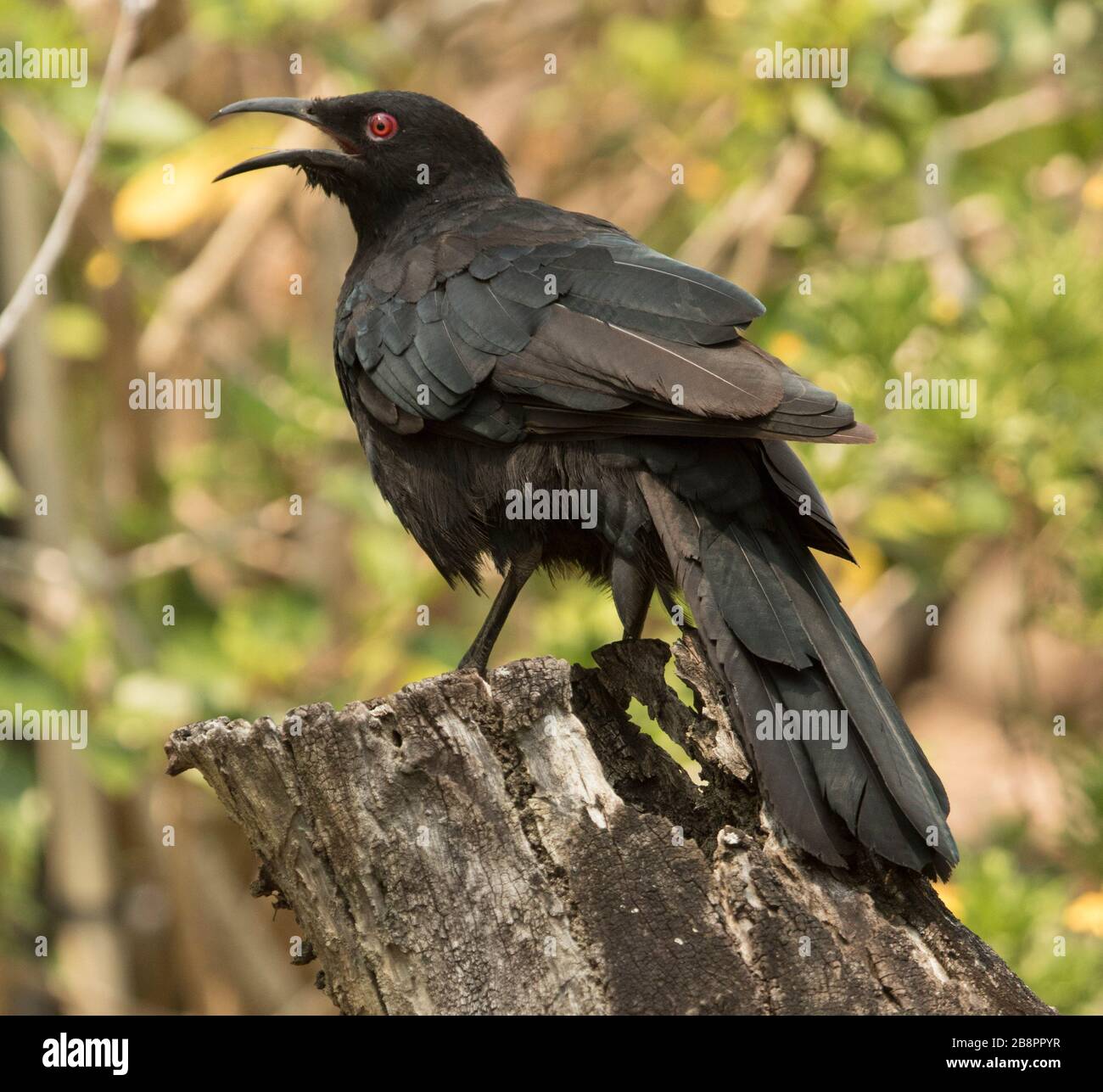 Australischer Weißwangenkuchs, Corcorax melanorhamphos, auf verwittertem Stumpf mit offenem Schein und Quietscheln Stockfoto