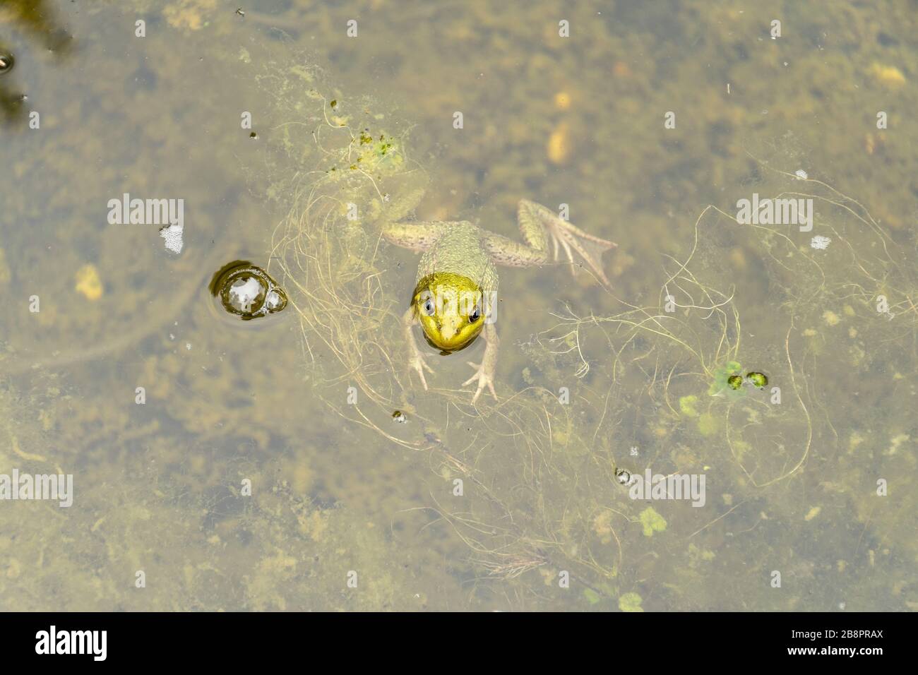 grenouille, Frosch Stockfoto