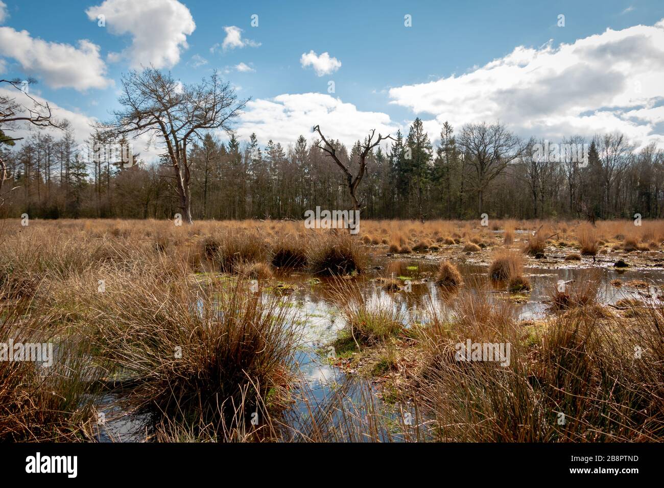 Grasbewachsene und sumpfige Torflage mit Pusteln und gelbem Gras in der nationalen Bach- und Esdorp-Landschaft Drenthe, dieses Foto wurde in der Nähe der Fläche von GA aufgenommen Stockfoto