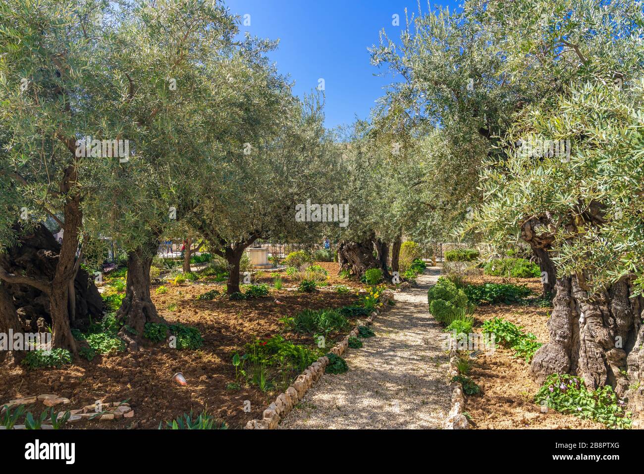 Olivenbäume im Garten von Gethsemane, Jerusalem, Israel, Naher Osten. Stockfoto