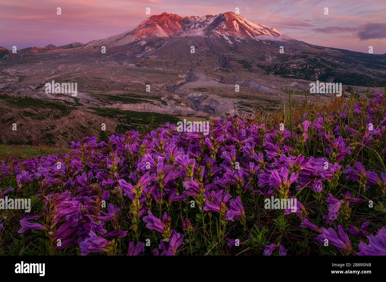 Berg in Washington am Mt St Helens Stockfoto
