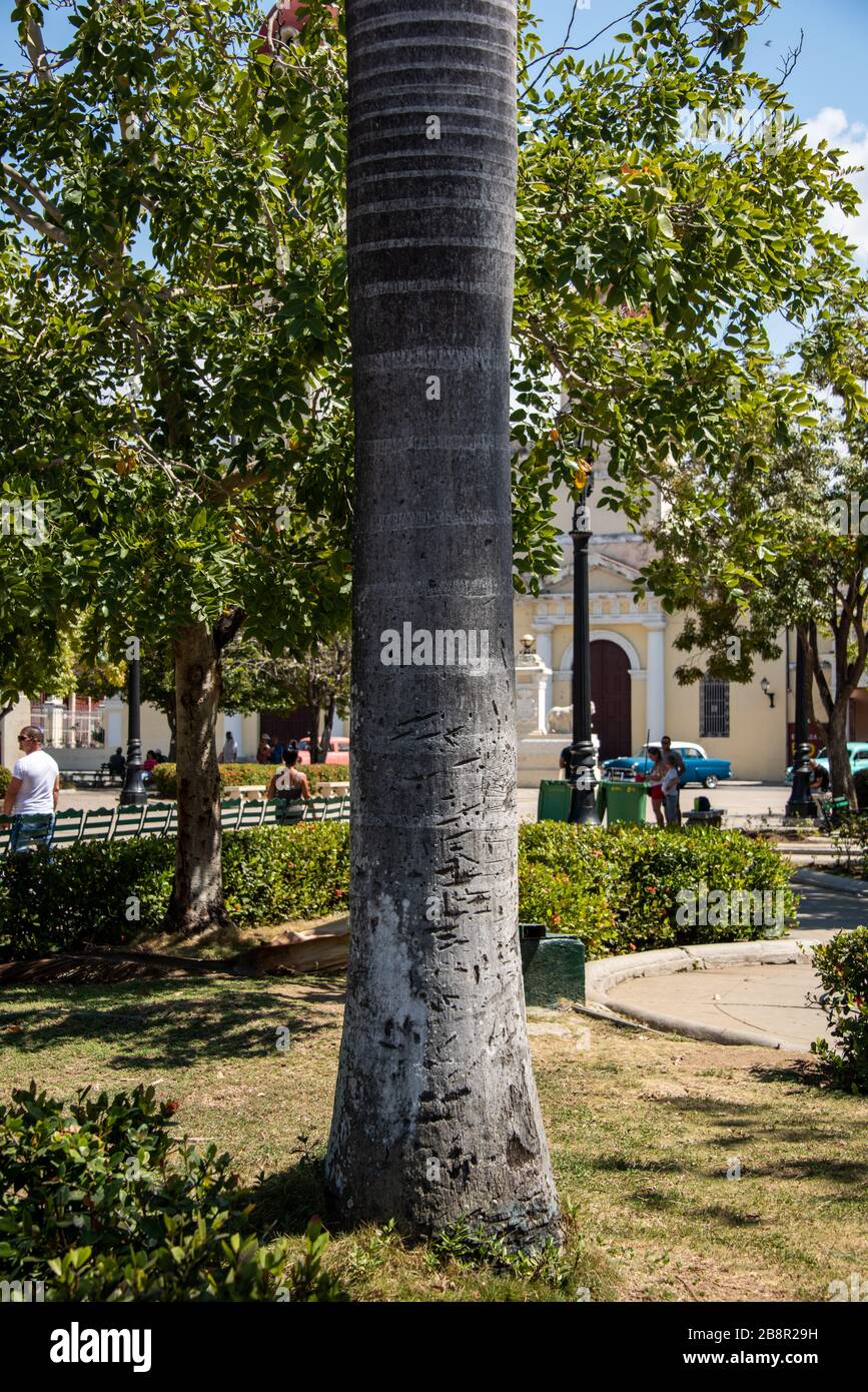 Kubanische Königspalme (Roystonea regia), Parque Jose Marti, Cienfuegos, Kuba Stockfoto