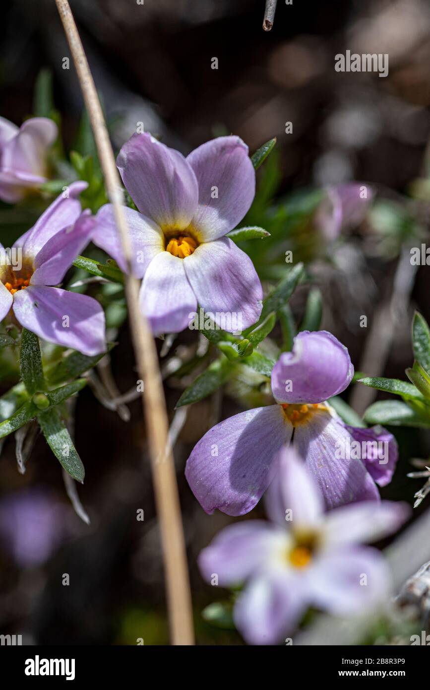 Phlox diffusa, auch bekannt als Spreizender phlox, ist im Westen der Vereinigten Staaten auf einer Höhe von reichlich vorhanden, fotografiert im Sequoia National Park. Stockfoto