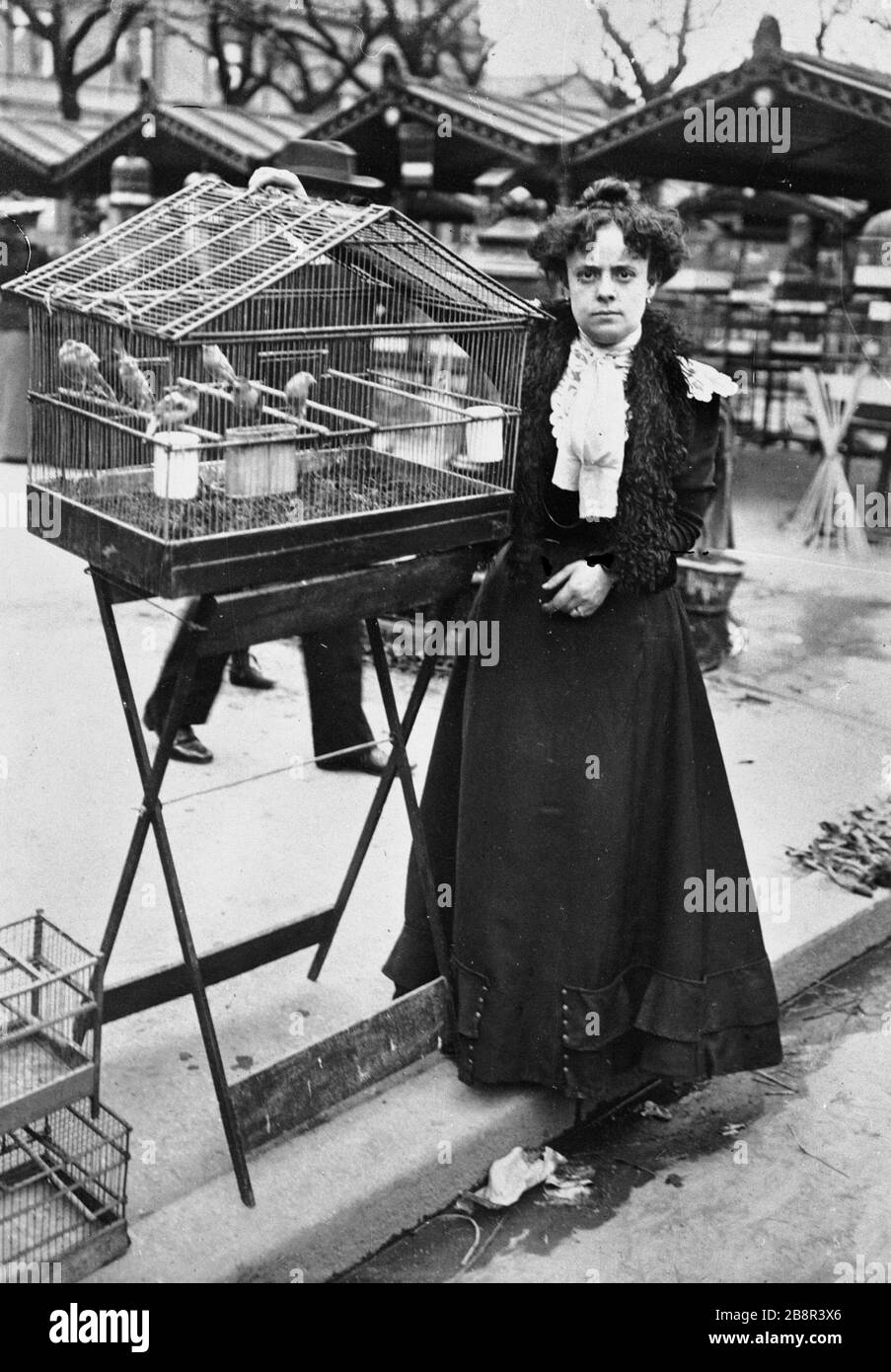 Vogelmarkt, das Dock Marché aux oiseaux, quai aux fleurs. Paris (IVème arr.). Photographie de Paul Géniaux (1873-1914). Paris, musée Carnavalet. Stockfoto