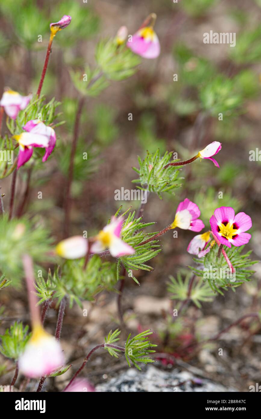 Leptosiphon montanus, alias mustang Klee, ist ein Mitglied der familie phlox, die in den oberen Erhebungen der westlichen Vereinigten Staaten wächst. Stockfoto