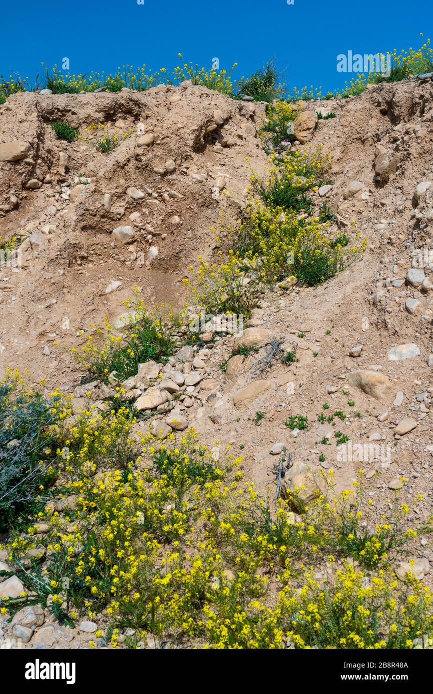 Wildblumen blühen im Ein Avdat National Park, Negev Desert, Israel, Naher Osten. Stockfoto