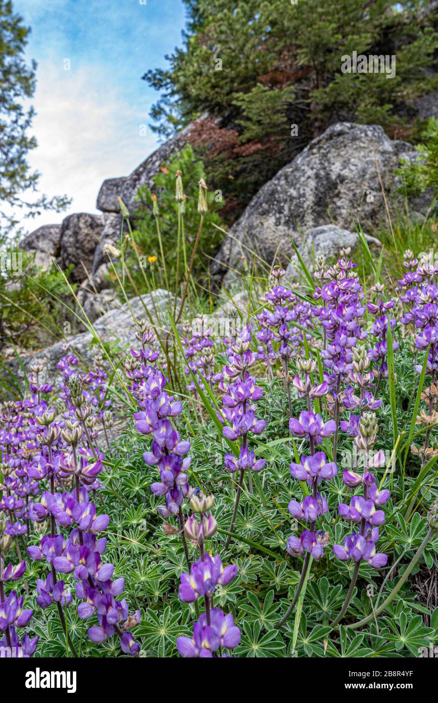 Bush Lupine wächst auf der Seite eines Berges im Sequoia National Park. Stockfoto