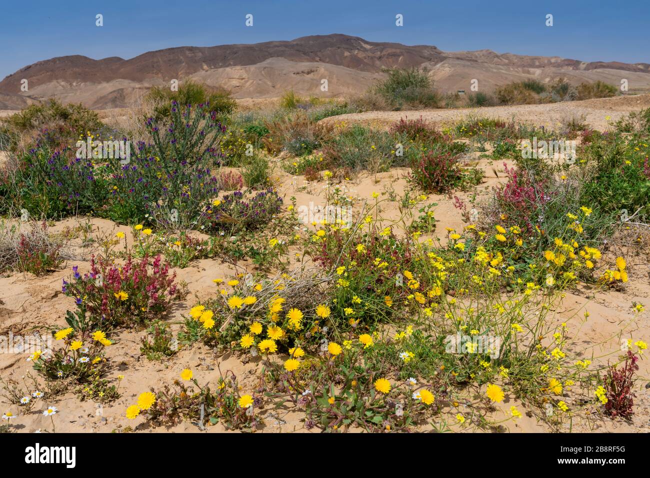 Wildblumen blühen in der südlichen Negev-Wüste, Israel, Naher Osten. Stockfoto