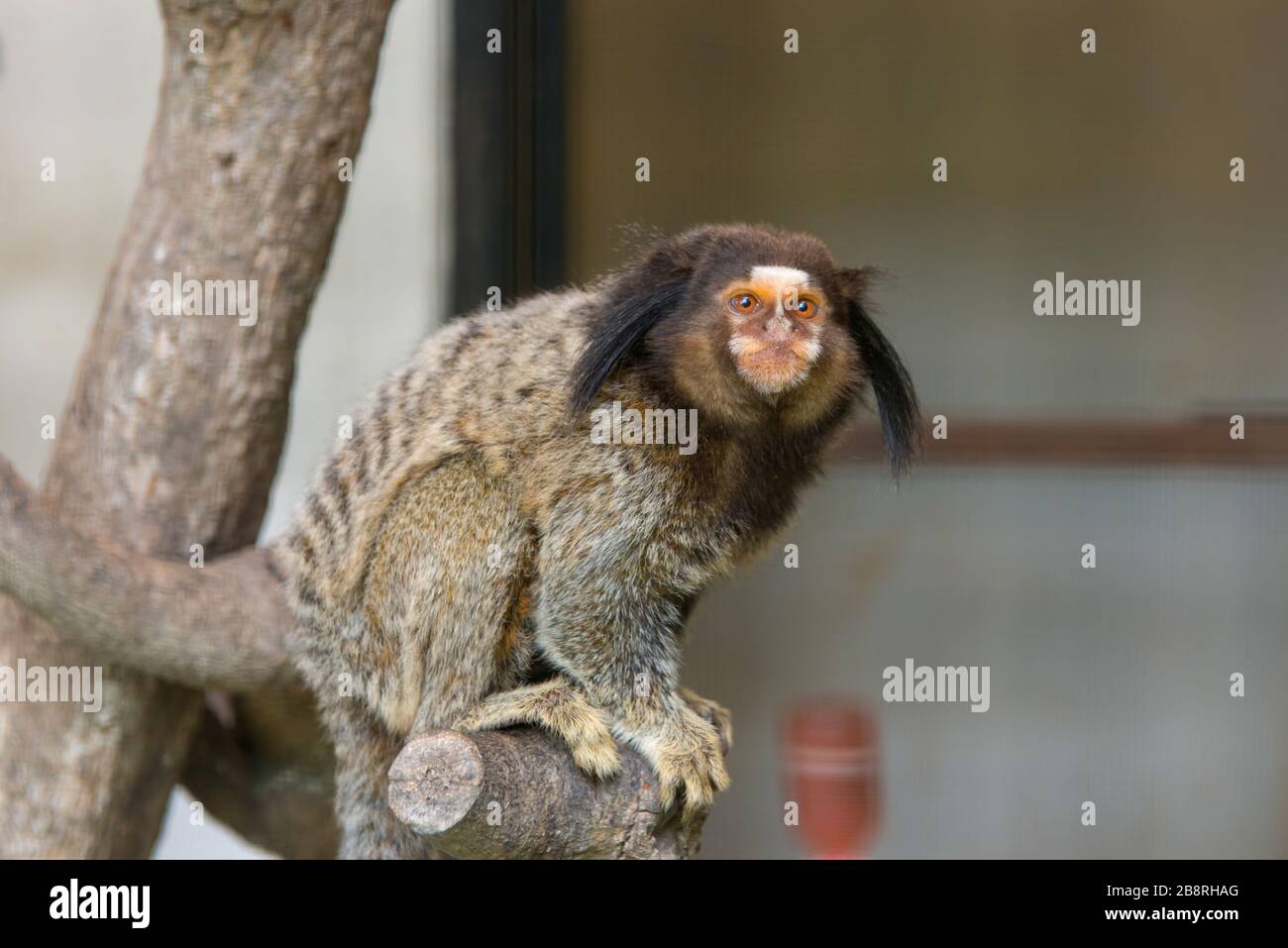 Geoffroys Marmoset-Affe sitzt auf einem Baum im Zoo. Stockfoto