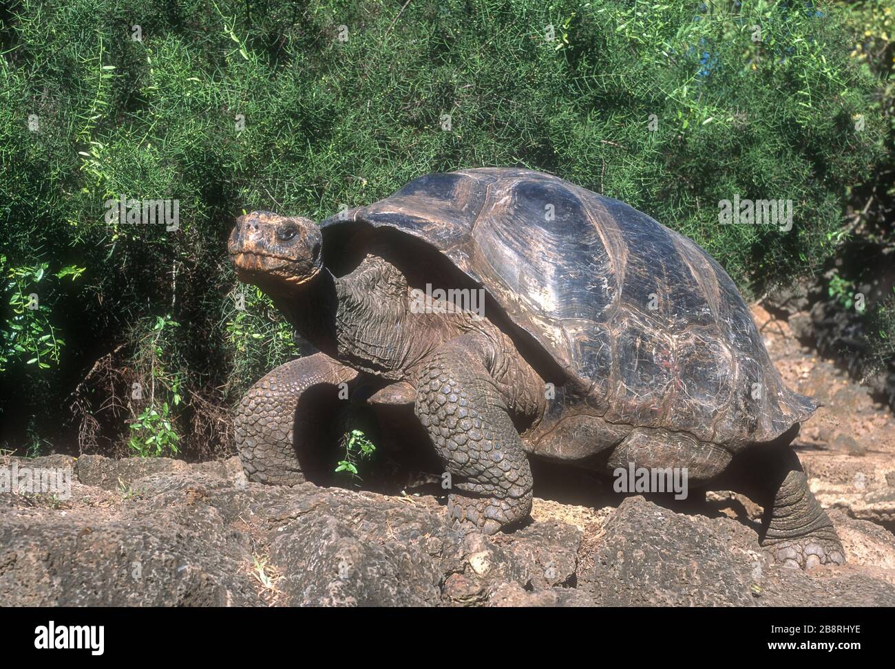 Südamerika; Ecuador; Galapagos-Inseln; Tierwelt; Reptilien; Galapagos Tortioise; Chelonoidis nigra Stockfoto