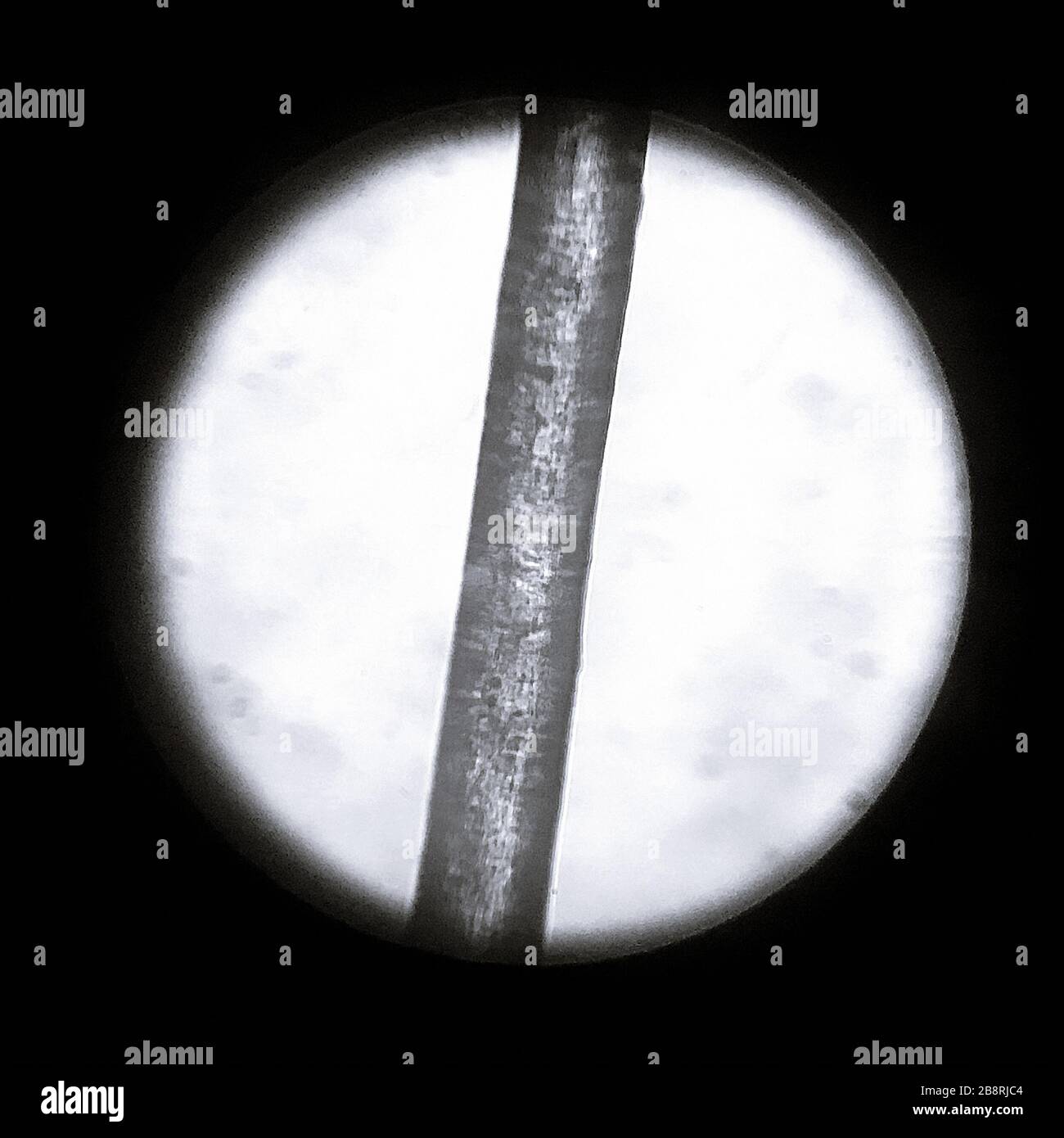 Menschliches Haar unter einem optischen Mikroskop Stockfoto