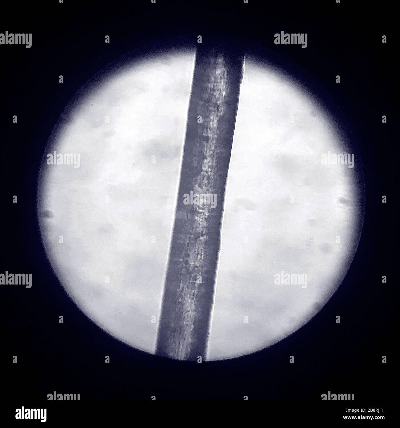 Menschliches Haar unter einem optischen Mikroskop Stockfoto