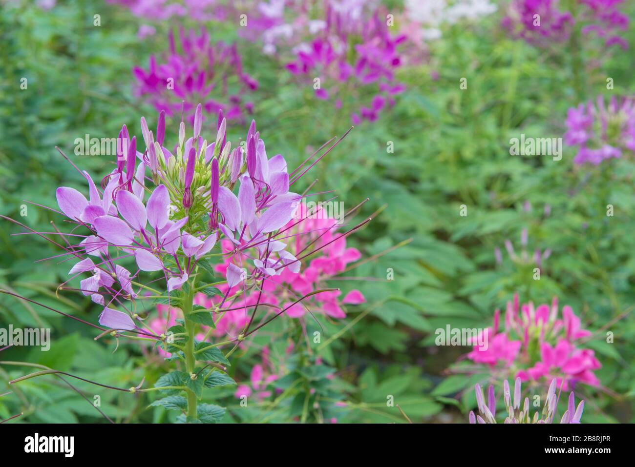 Cleome Blume (Cleome Hassleriana) oder Spinne Blume im Garten. Stockfoto