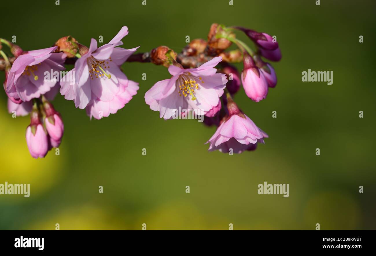 Nahaufnahme eines zarten Kirschblütenzweigs mit rosafarbenen Blumen vor grünem Hintergrund Stockfoto