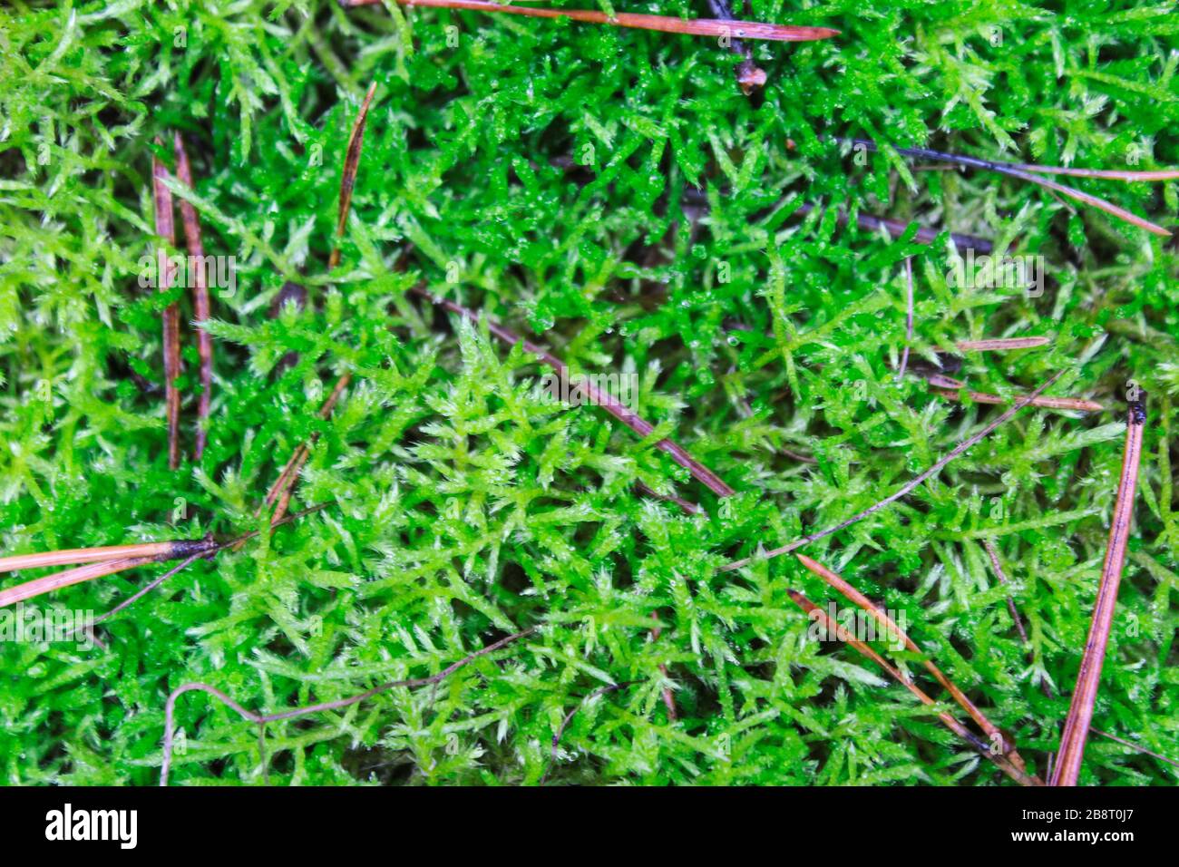 Moos in der Waldnähe. Makroaufnahmen. Stockfoto