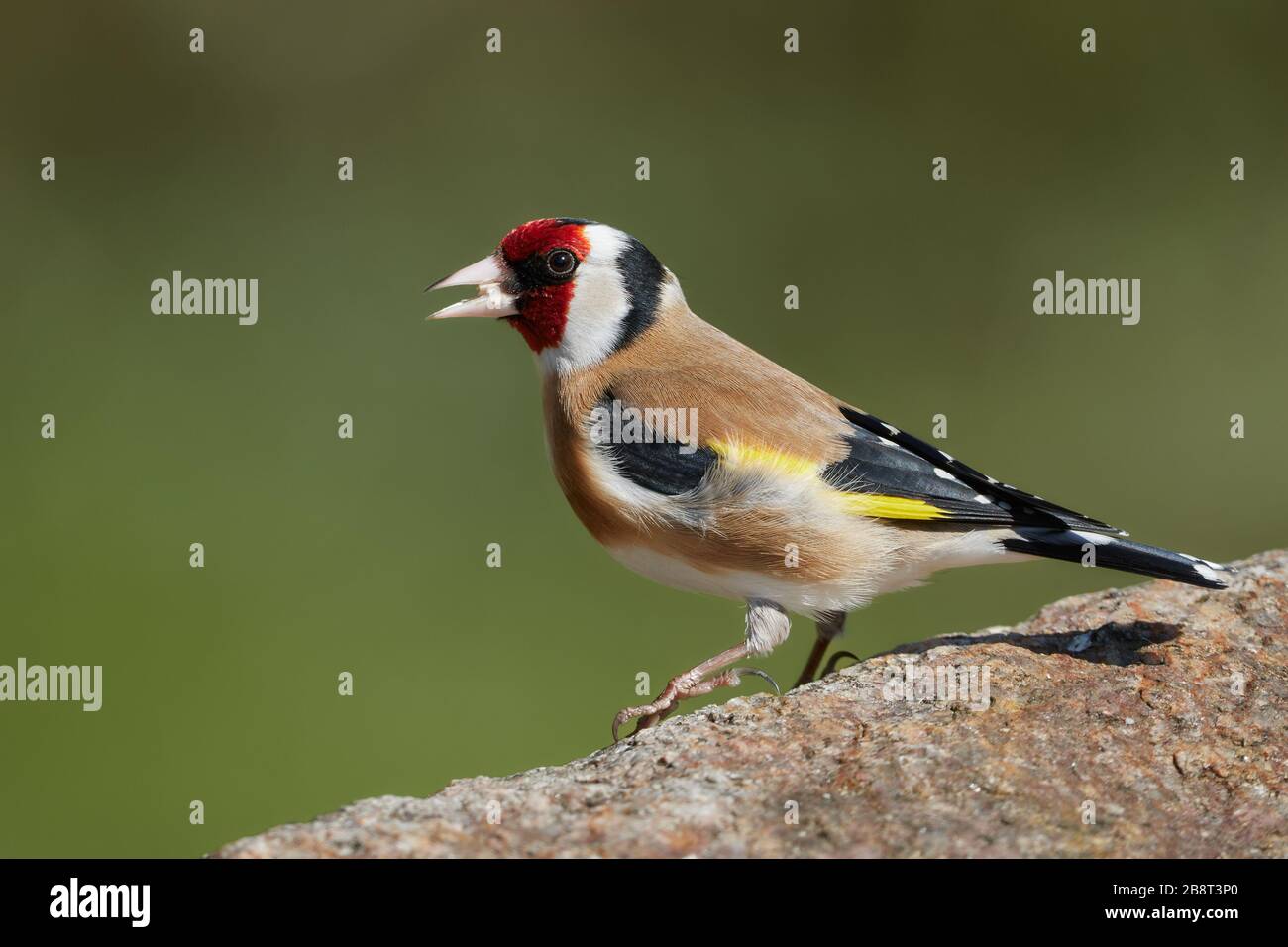 Engstirnige Goldfink, die auf einem Felsen in der Natur steht. Bunter Passiervogel (Carduelis carduelis) Stockfoto