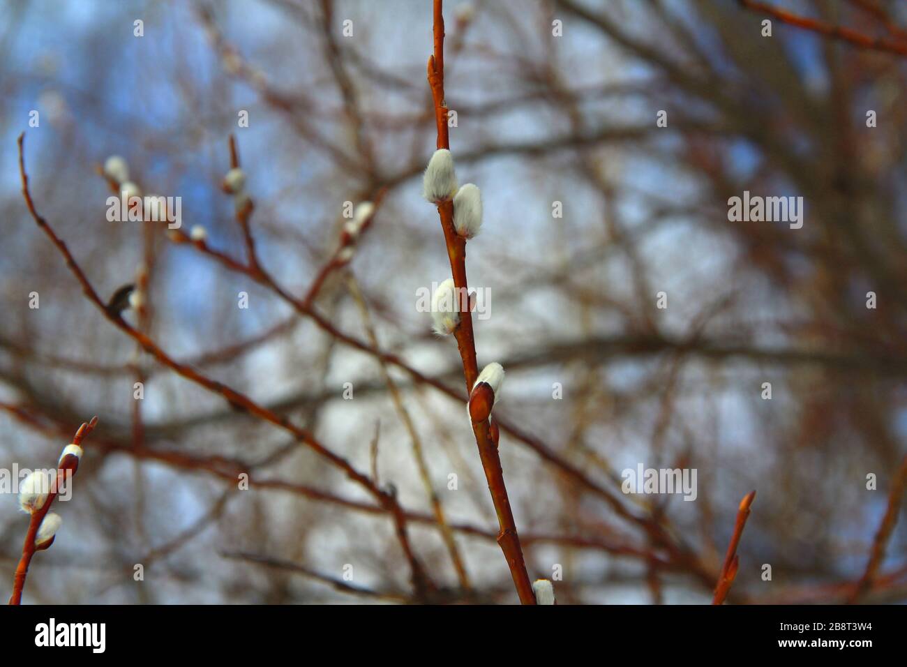 Weiße flauschige Weidenknospen an dünnen Zweigen von braun-oranger Farbe. Das Konzept der Frühlings-, Erwärmungs- und Wechseljahreszeiten. Stockfoto