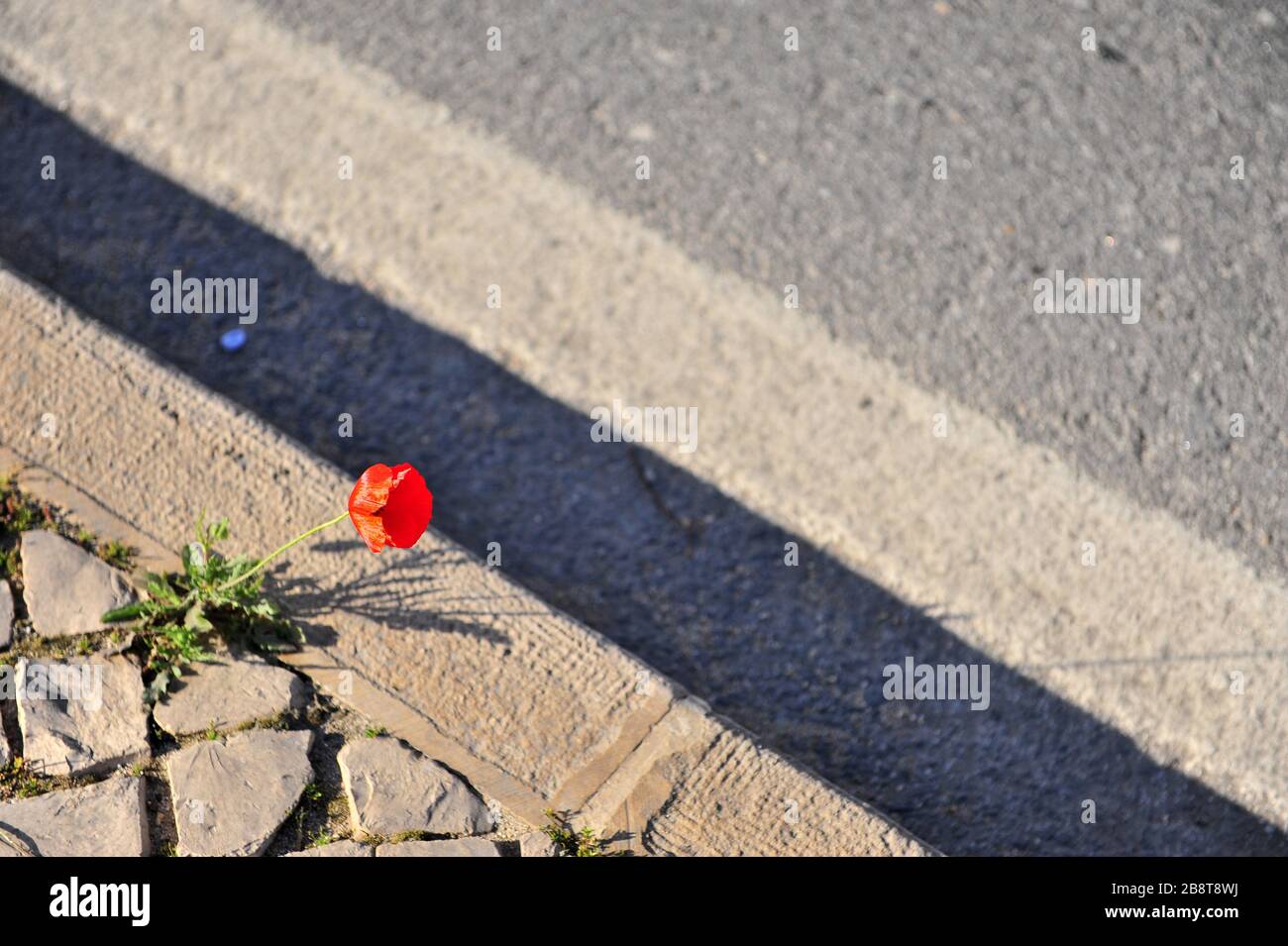 Einsame rote Mohnblume wächst in Asphalt, Draufsicht Stockfoto