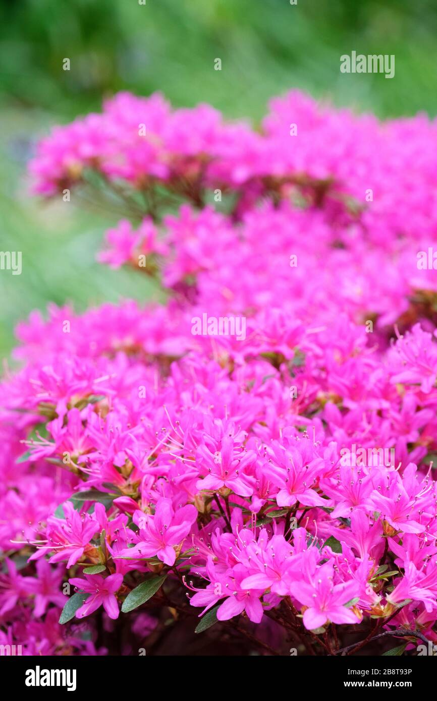 Leuchtende rosafarbene Blumen von Rhodendron 'Hatsu-giri', Evergreen Azalea Hatsu-giri im Frühling Stockfoto