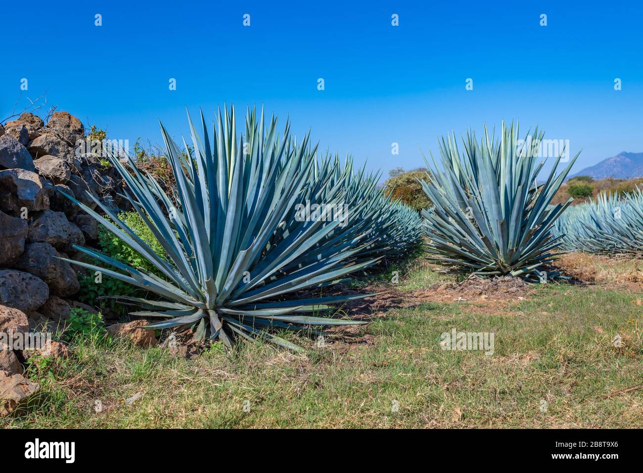 Blue Agave Field in Tequila, Jalisco, Mexiko Stockfoto