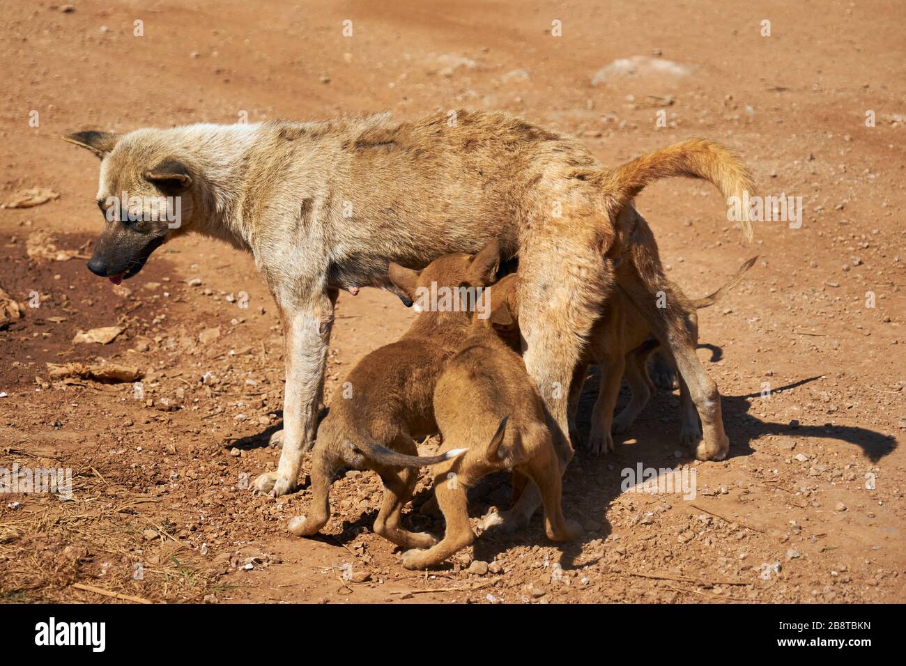 Straßenhunde, Hündin säugt ihre Welten, Indein, Inle See, Shan-Staat, Myanmar Stockfoto