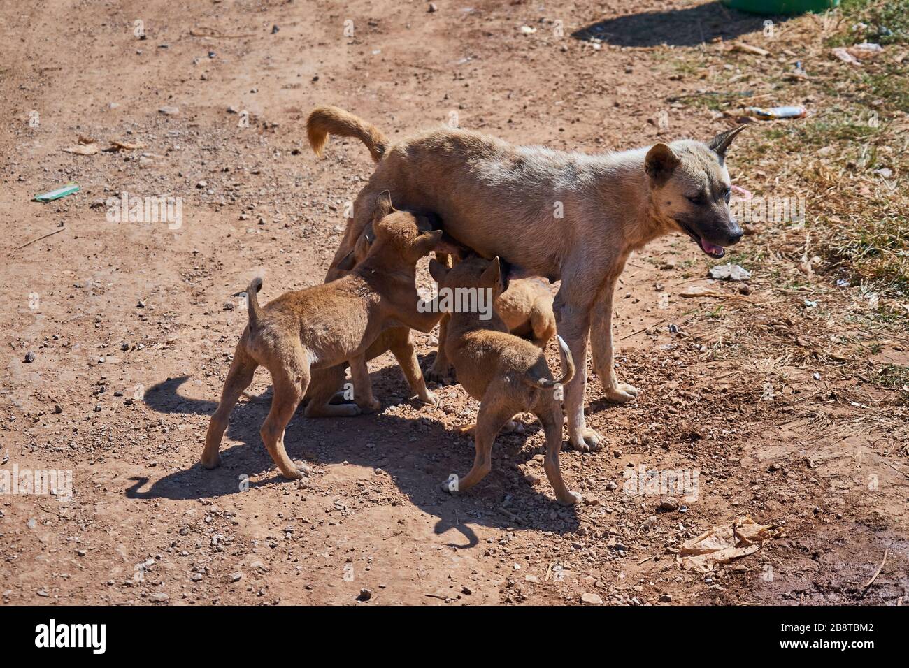Straßenhunde, Hündin säugt ihre Welten, Indein, Inle See, Shan-Staat, Myanmar Stockfoto