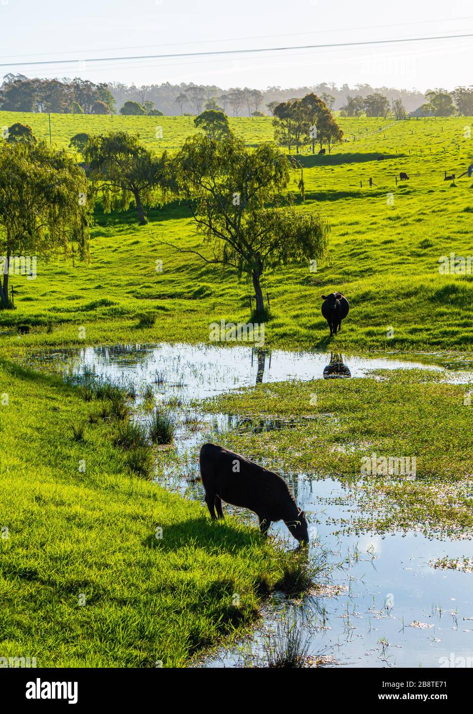 Nach kurzem Regen in Southern NSW, Australien, weiden die Tiere auf frischem Gras Stockfoto