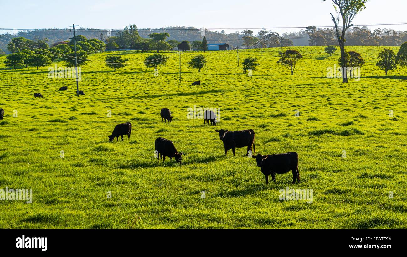 Nach kurzem Regen in Southern NSW, Australien, weiden die Tiere auf frischem Gras Stockfoto