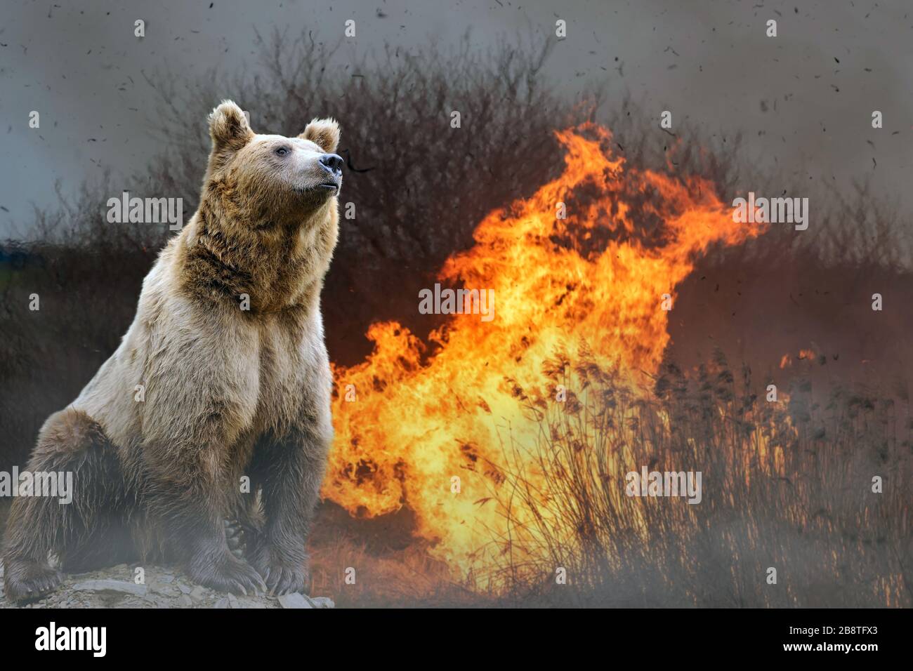 Tragen Sie auf dem Hintergrund des brennenden Waldes. Wildes Tier inmitten von Feuer und Rauch Stockfoto