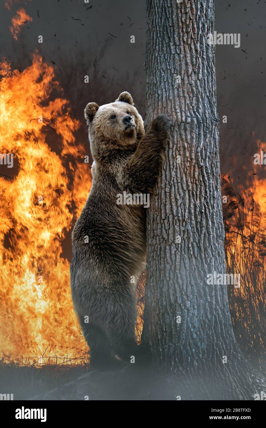 Tragen Sie auf dem Hintergrund des brennenden Waldes. Wildes Tier inmitten von Feuer und Rauch Stockfoto