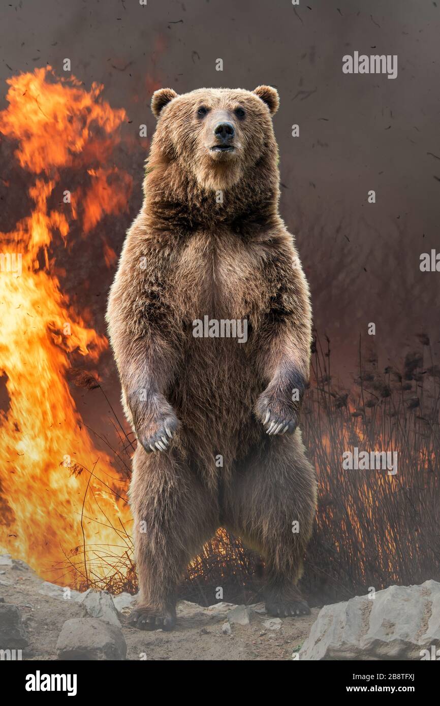 Tragen Sie auf dem Hintergrund des brennenden Waldes. Wildes Tier inmitten von Feuer und Rauch Stockfoto