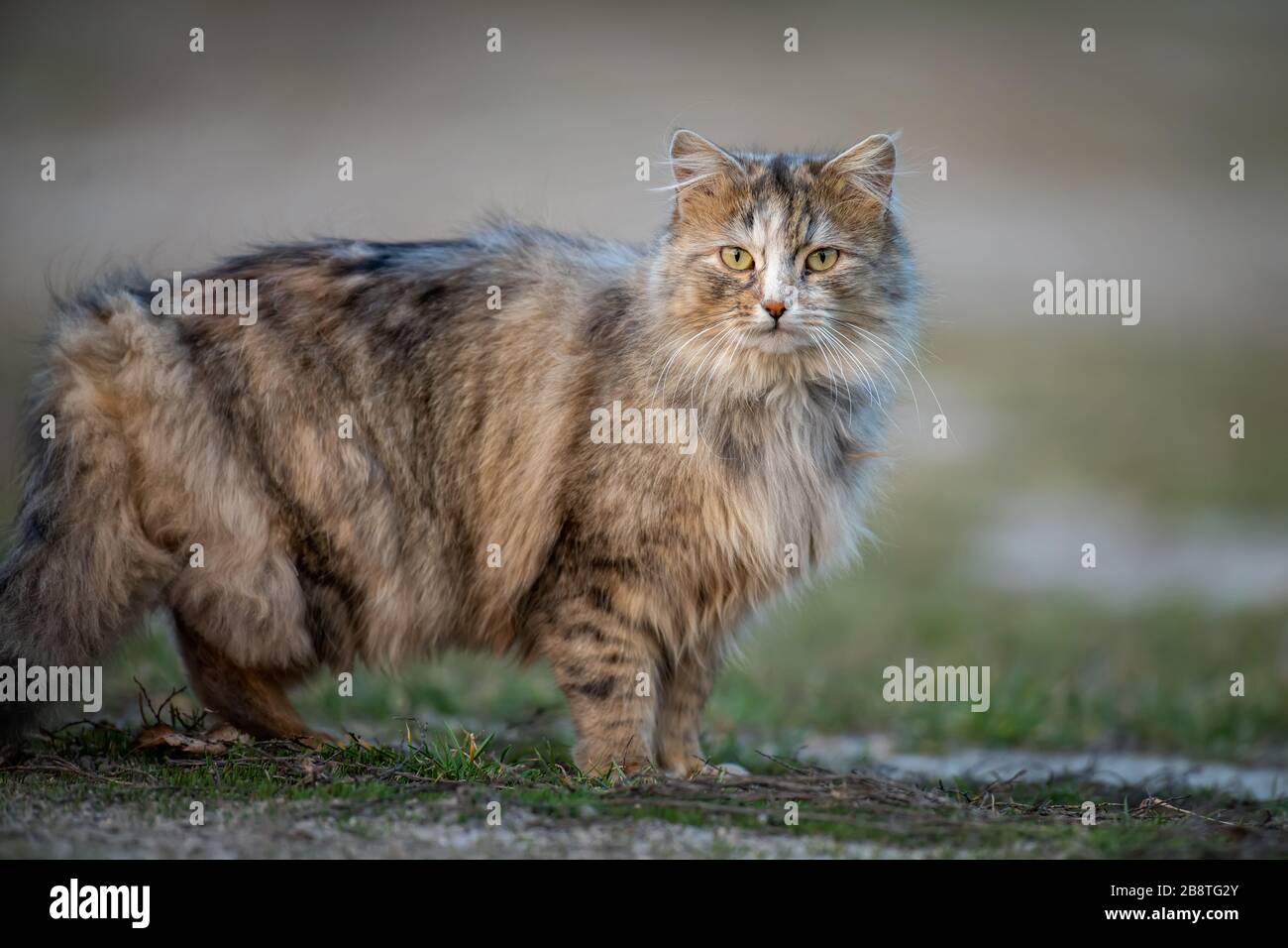 Flauschige Katze mit langem Fell sitzt abends im Gras Stockfoto