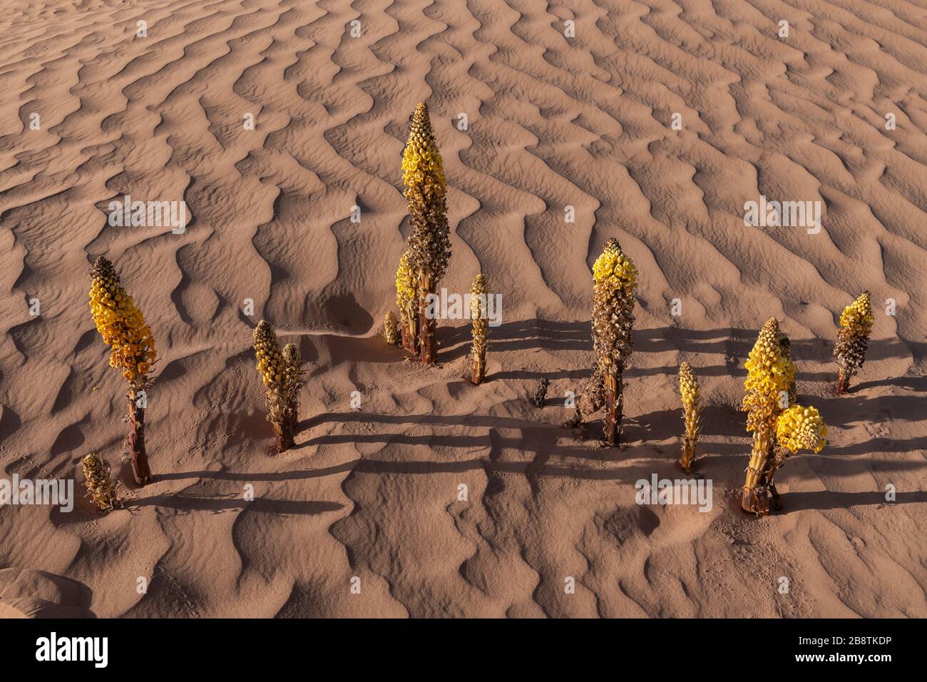 Gelbe Wüstenhyazinthe (Cistanche tubulosa) in der Wüste Sahara in Marokko. Stockfoto