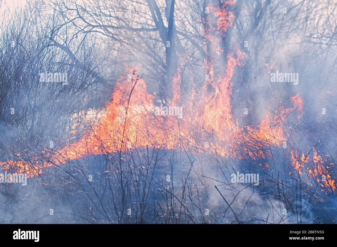 Waldbrand, brennendes Gras und kleine Bäume Stockfoto