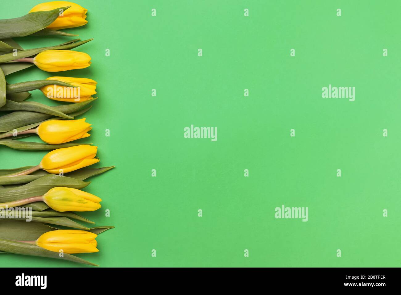 Gelbe Tulpen auf grünem Hintergrund mit Kopierraum. Stockfoto