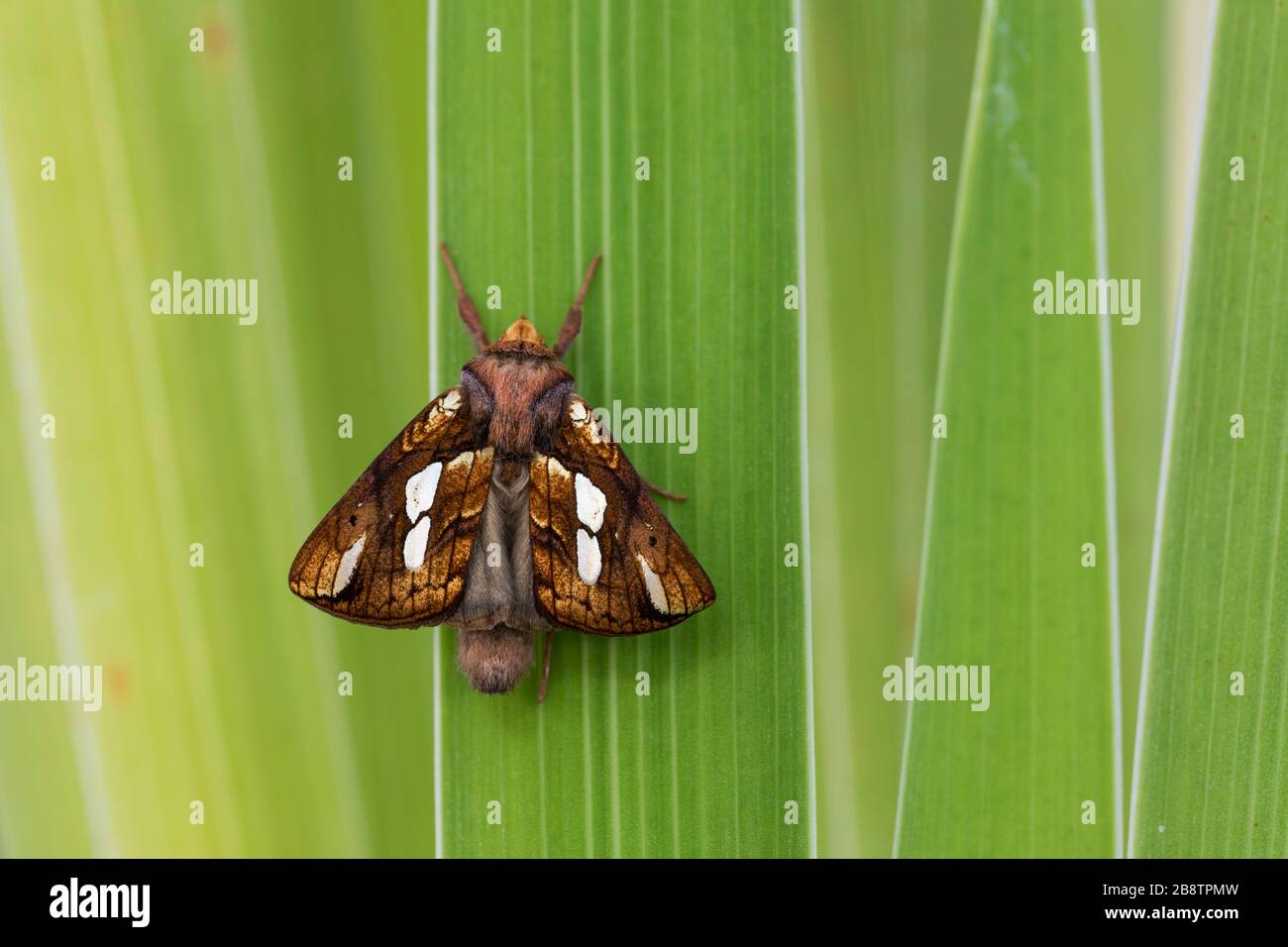 Gold Spot Moth; Plusia festucae; Erwachsene im entstehen; Sommer; Großbritannien Stockfoto
