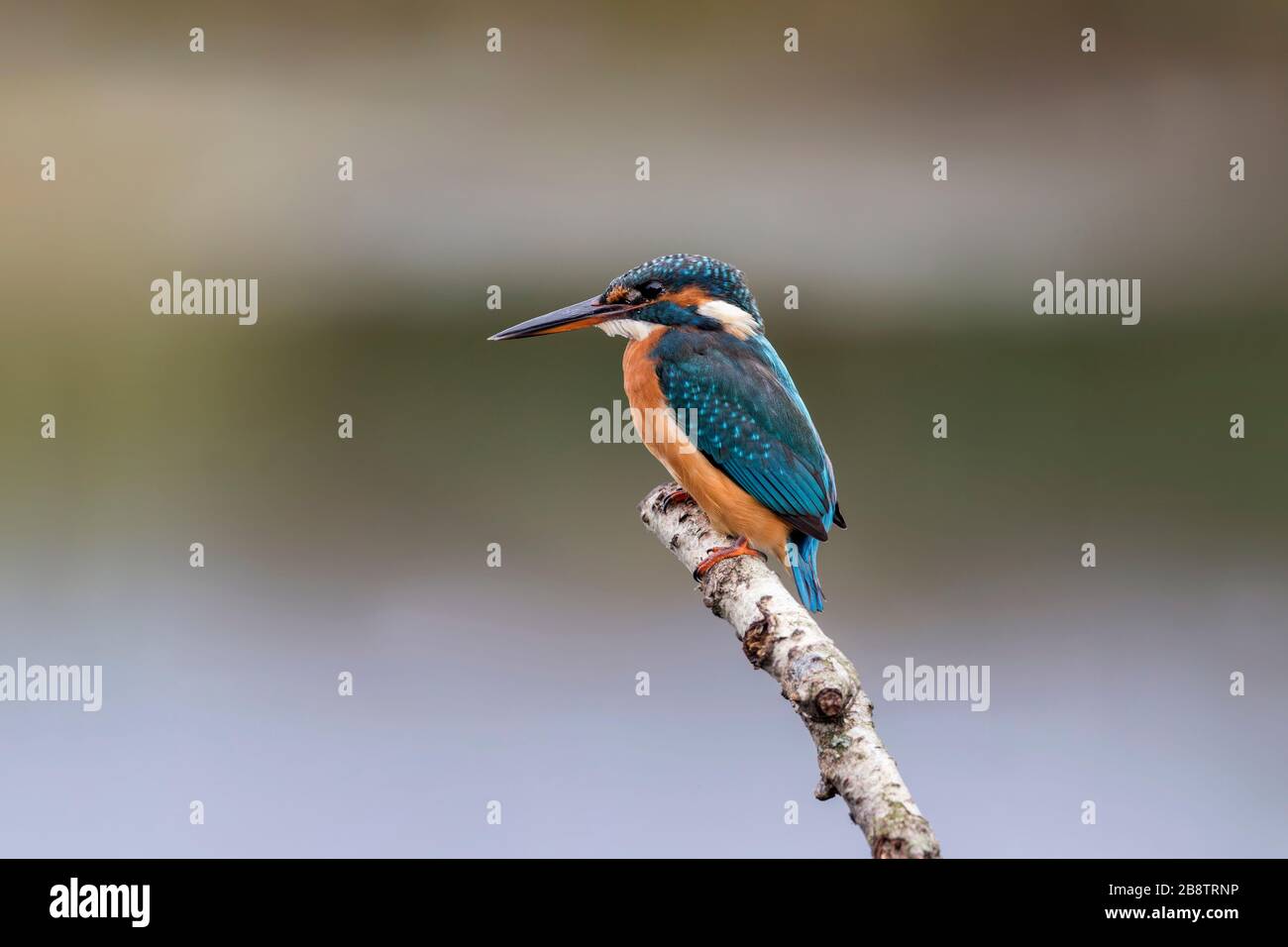 Kingfisher; Alcedo atthis; Großbritannien Stockfoto
