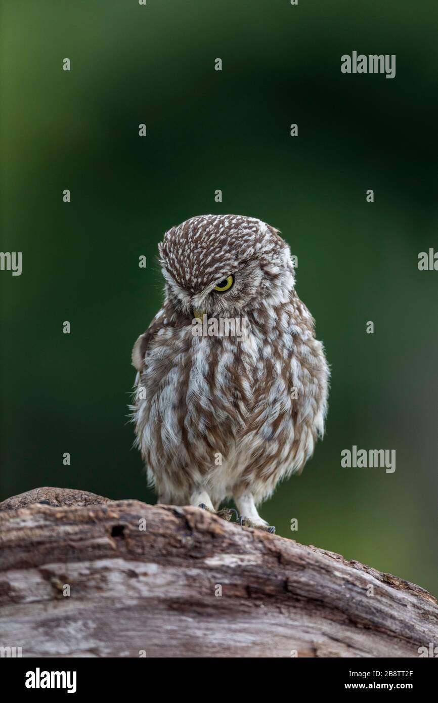 Kleine Eule; Athene noctua; Preening; Großbritannien Stockfoto